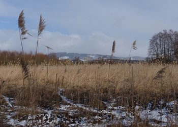 Sedmihorské mokřady - foto J Moravec