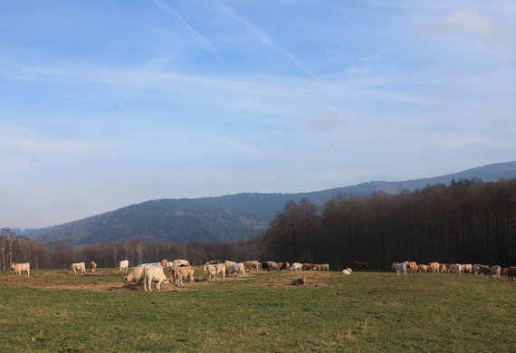 Pánková - zemědělská a živočišná výroba