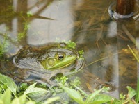 frog-314358_960_720