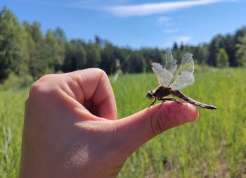 Jívka - samice vážky černořitné - foto Kateřina Landová